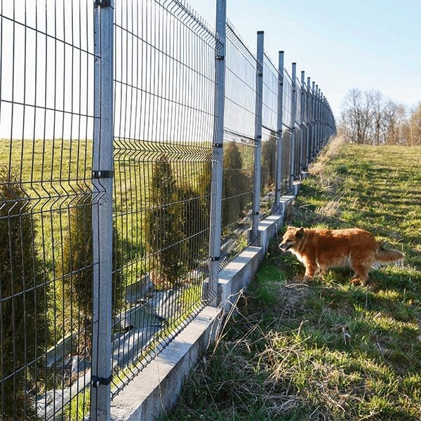 dog-fence-false-alarm